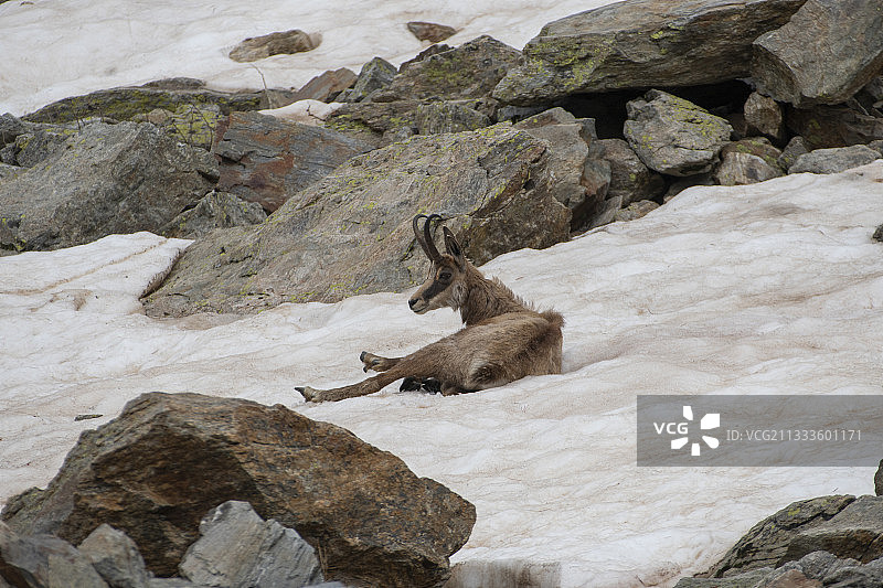 阿尔卑斯羚羊（Rupicapra rupicapra）在雪地里，法国阿尔卑斯山图片素材
