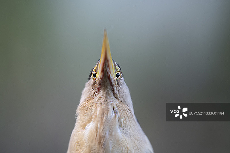 小麻鳽特写，法国洛林图片素材