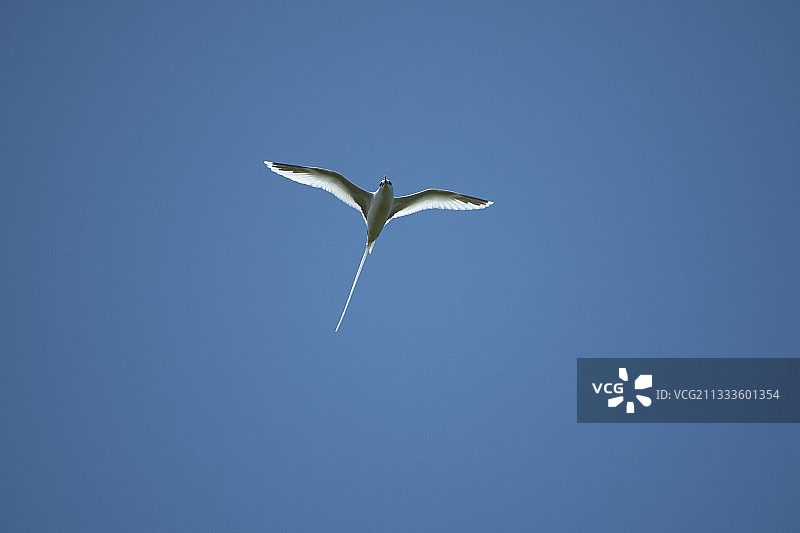 白尾鹲飞行，留尼汪岛图片素材