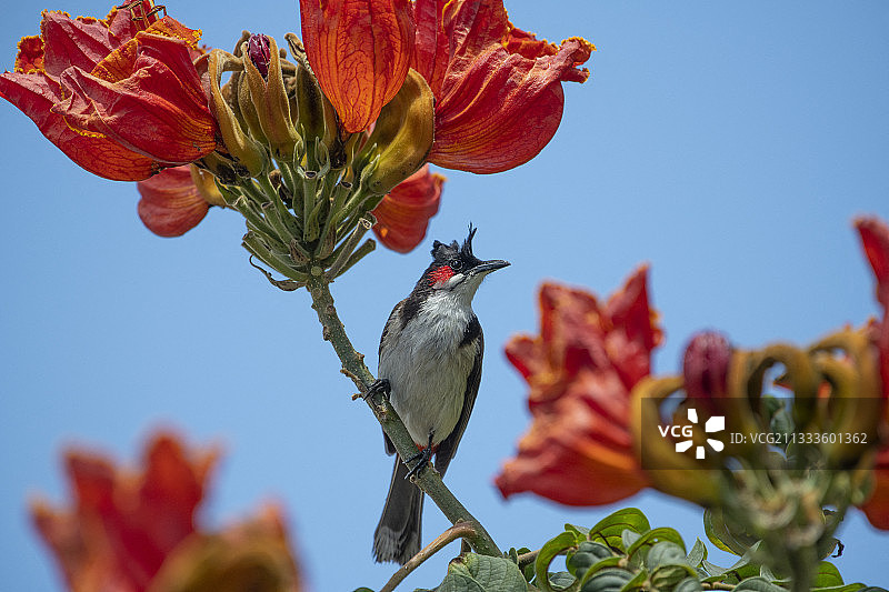 红耳鹎在非洲郁金香树上，留尼汪岛图片素材