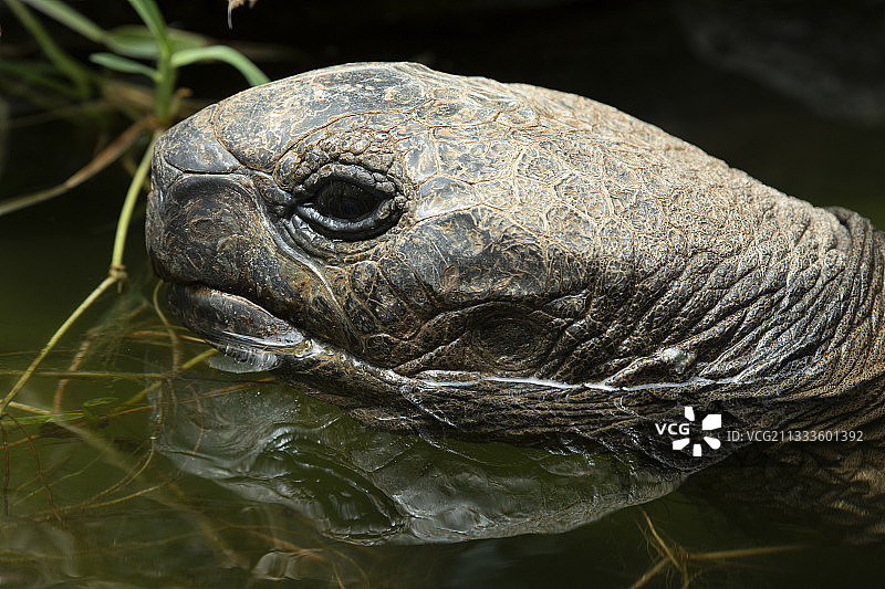 留尼汪岛亚达伯拉象龟沐浴图片素材