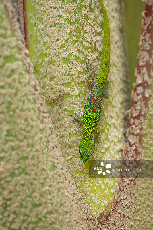 留尼汪岛金粉日行守宫图片素材