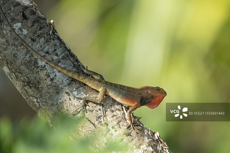 留尼汪岛的东方园蜥图片素材