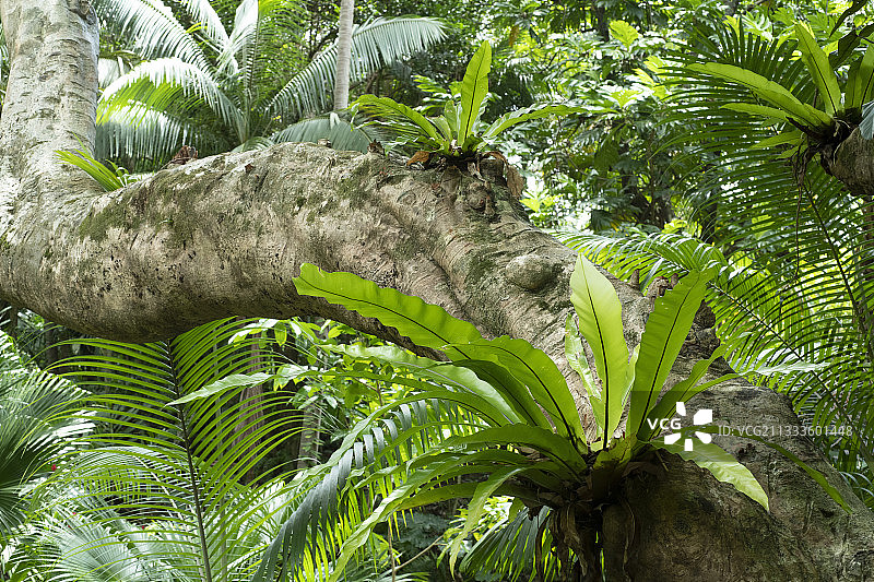 留尼汪岛荔枝树干上的蕨类植物图片素材