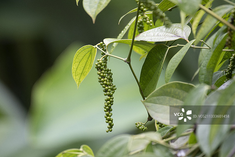 留尼汪岛的黑胡椒树图片素材