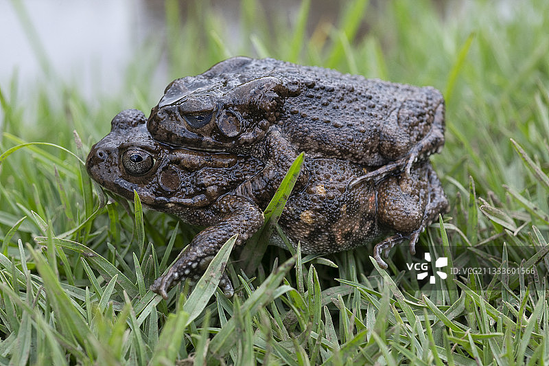 古特拉蟾蜍交配，留尼汪岛图片素材