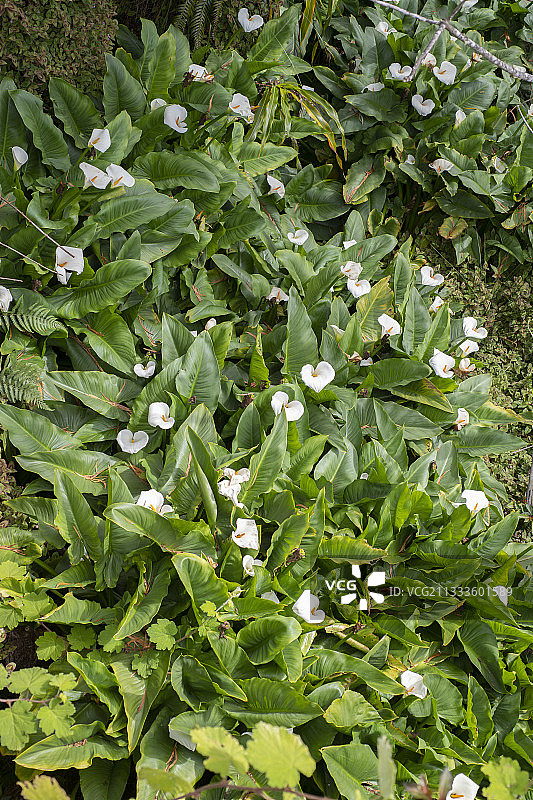 马蹄莲，入侵物种，留尼汪岛贝洛夫森林图片素材
