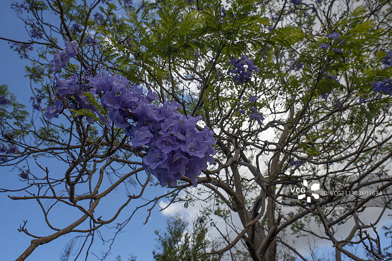 黑花楹（含羞草科），留尼汪岛图片素材