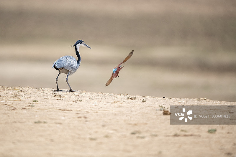 黑头鹭与南方红蜂虎的攻击，赞比亚南卢安瓜图片素材