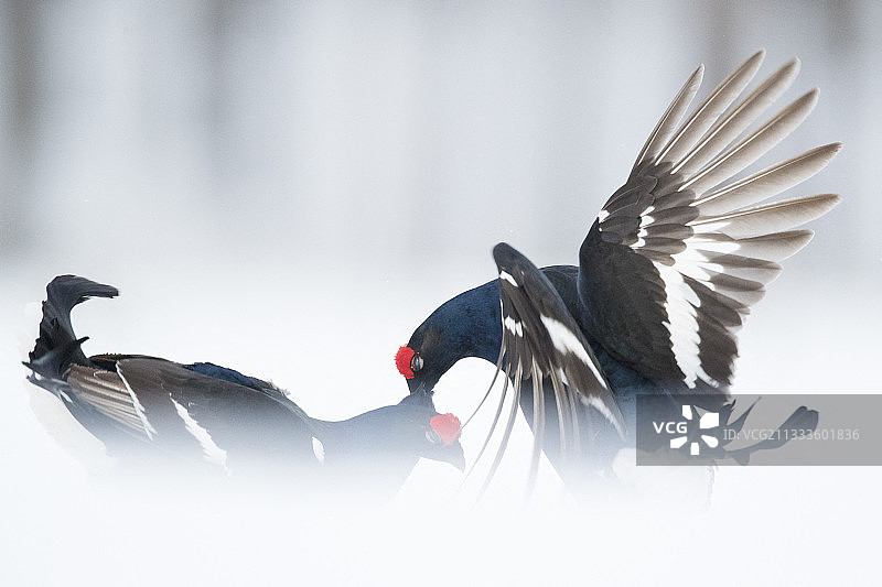 挪威幽静空地上求偶的两只黑琴鸡图片素材