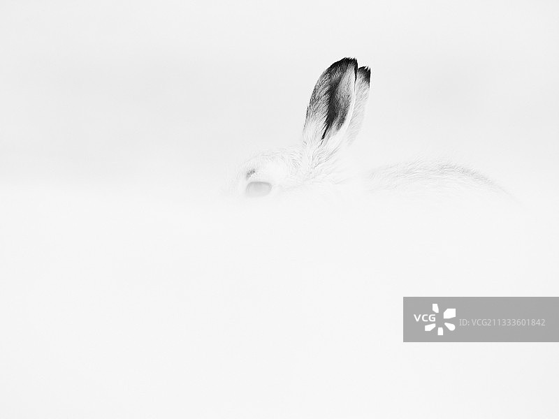 雪兔在英国凯恩戈姆国家公园休息图片素材