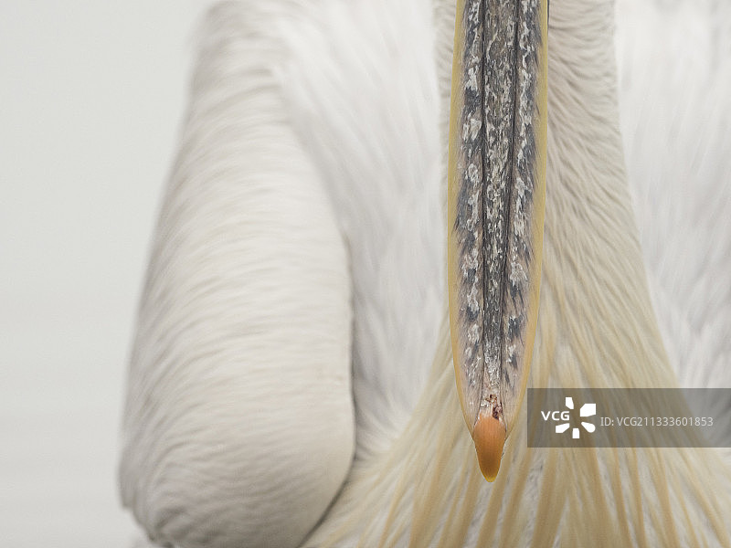 克基尼湖岸边达尔马提亚鹈鹕的喙，希腊图片素材