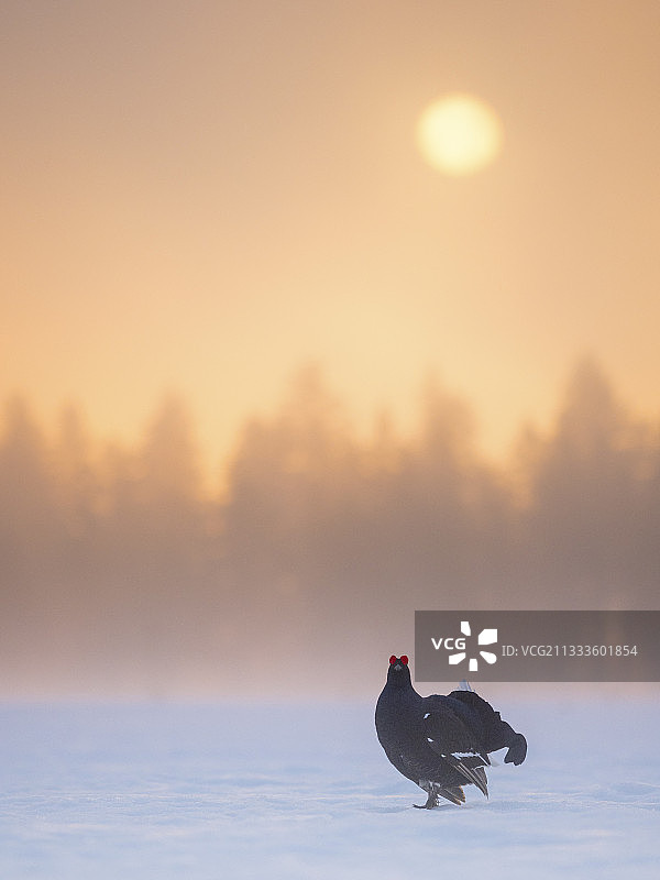 挪威偏僻山谷中，一只黑琴鸡(Lyrurus tetrix)在求偶图片素材