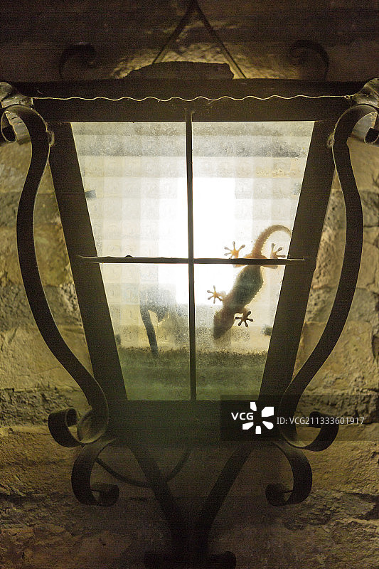 地中海壁虎（Hemidactylus turcicus）。晚上在墙灯内狩猎。埃布罗三角洲自然保护区附近，西班牙加泰罗尼亚塔拉戈纳省图片素材