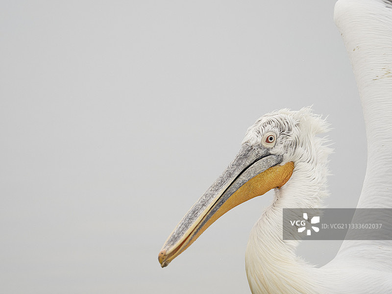 达尔马提亚鹈鹕在希腊凯尔基尼湖着陆图片素材