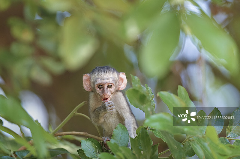 非洲绿猴在津巴布韦马纳潭国家公园的树上睡觉图片素材