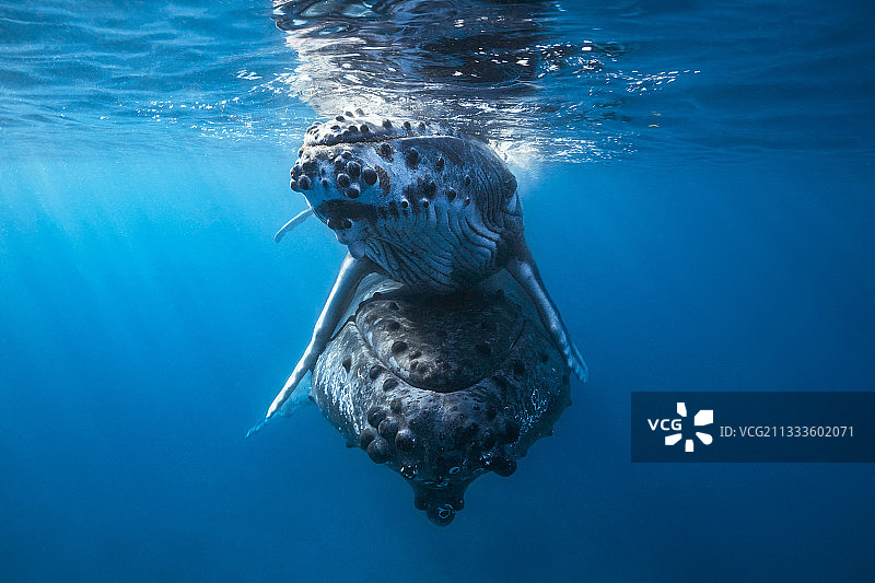 马约特岛座头鲸带着幼崽浮出水面图片素材