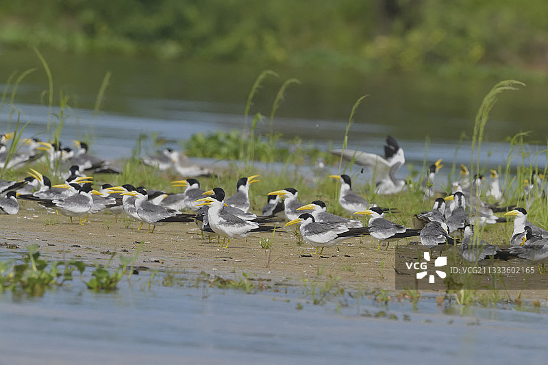 巴西潘塔纳尔湿地巴拉圭河沙洲上的大嘴燕鸥群图片素材