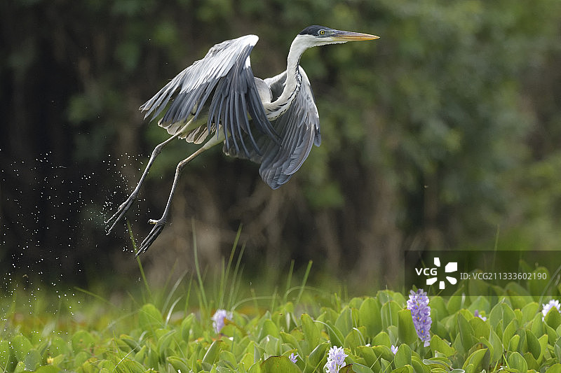 飞离的白颈鹭（Ardea cocoi），巴西潘塔纳尔图片素材