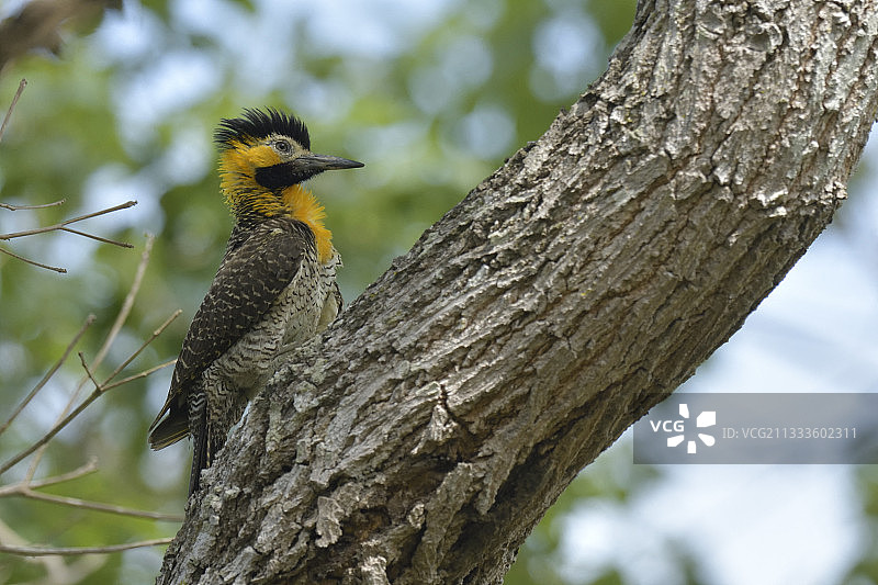 潘塔纳尔草原鹂鸟图片素材