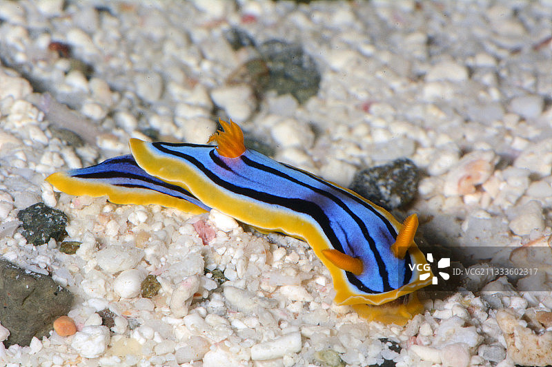 伊丽莎白海麒麟，新喀里多尼亚图片素材