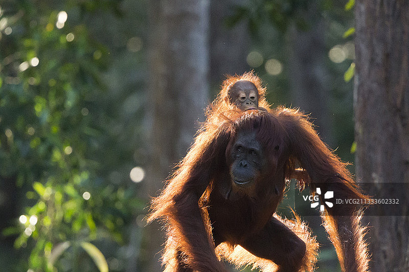 印度尼西亚婆罗洲丹戎 puting 国家公园的成年雌性婆罗洲猩猩和幼崽图片素材