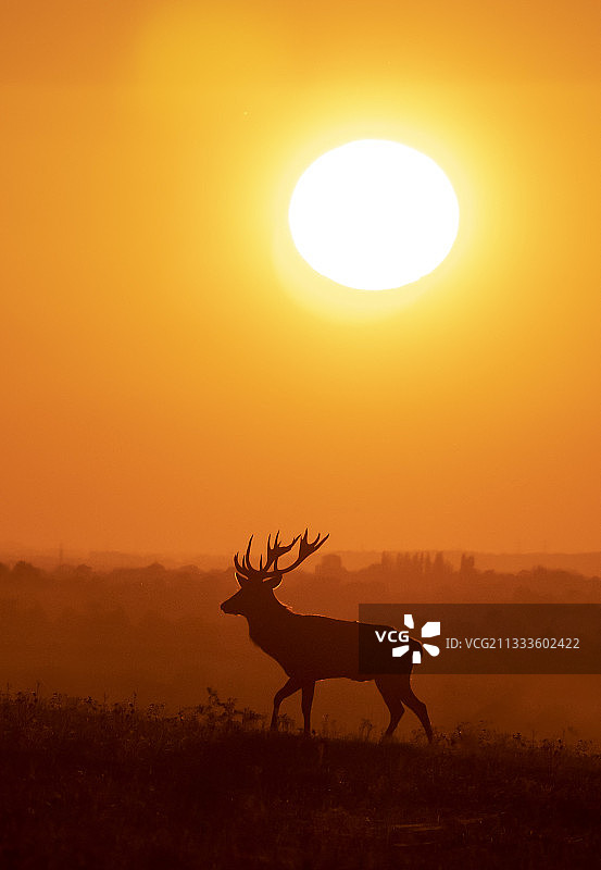 英格兰日落雄性马鹿剪影图片素材