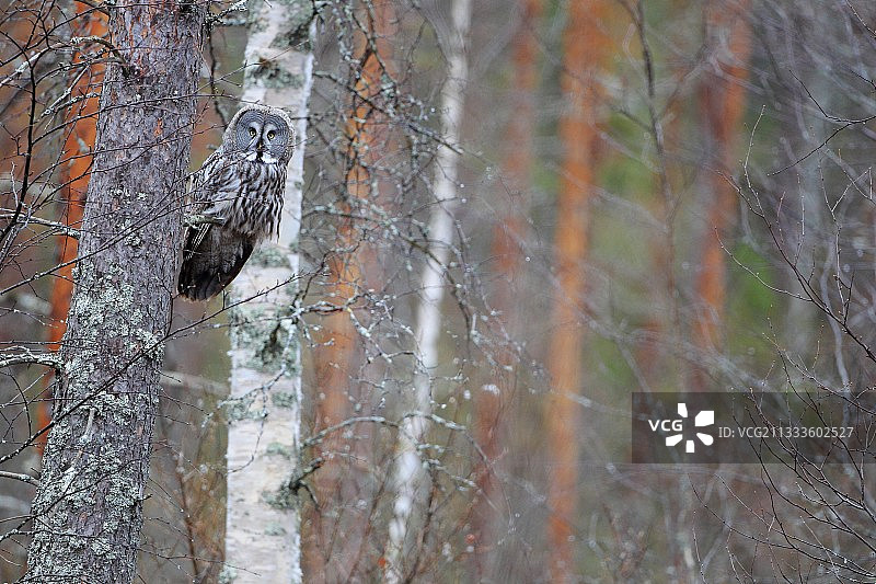 在松树枝上的灰林鸮，芬兰图片素材