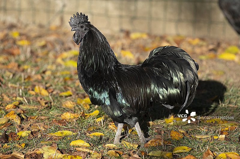 法国洛林黑鸡图片素材