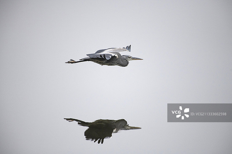 愤怒的西瓜汁和西瓜果实图片素材