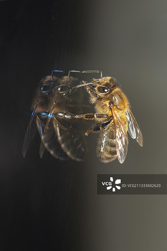 玻璃上的蜜蜂（法国洛林）图片素材