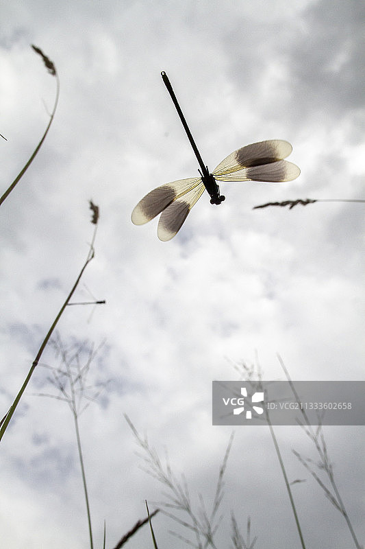 飞行中的带状豆娘图片素材