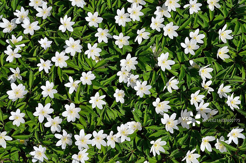 盛开的欧洲银莲花图片素材