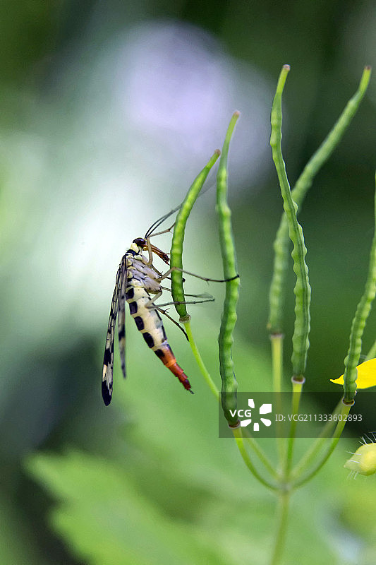 春天森林边缘植被上的普通蝎蛉（Panorpa communis），法国阿韦龙Cransac周边图片素材