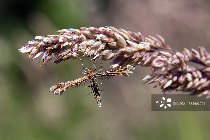 春季法国阿韦龙克兰萨克森林空地的草地上的羽蛾，待确认图片素材
