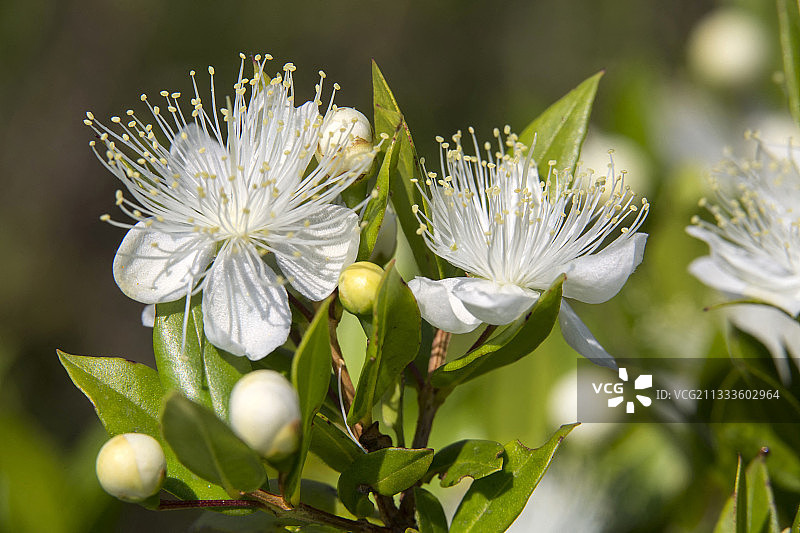 香桃木花朵特写，夏季，莫尔丘陵，耶尔附近，瓦尔省，法国图片素材