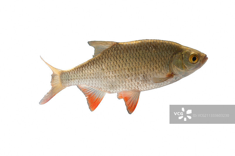 白色背景上的欧洲鲈鱼(Perca fluviatilis)图片素材