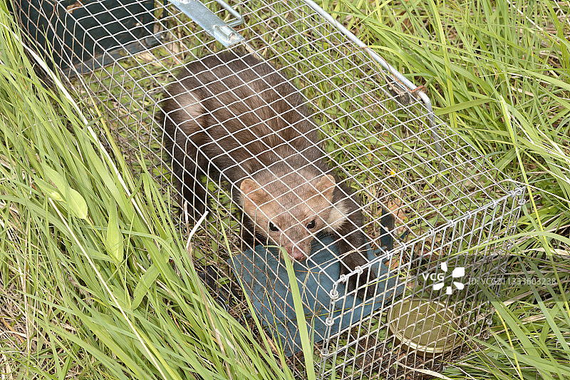 法国滨海阿尔卑斯省被捕获的欧洲松貂图片素材