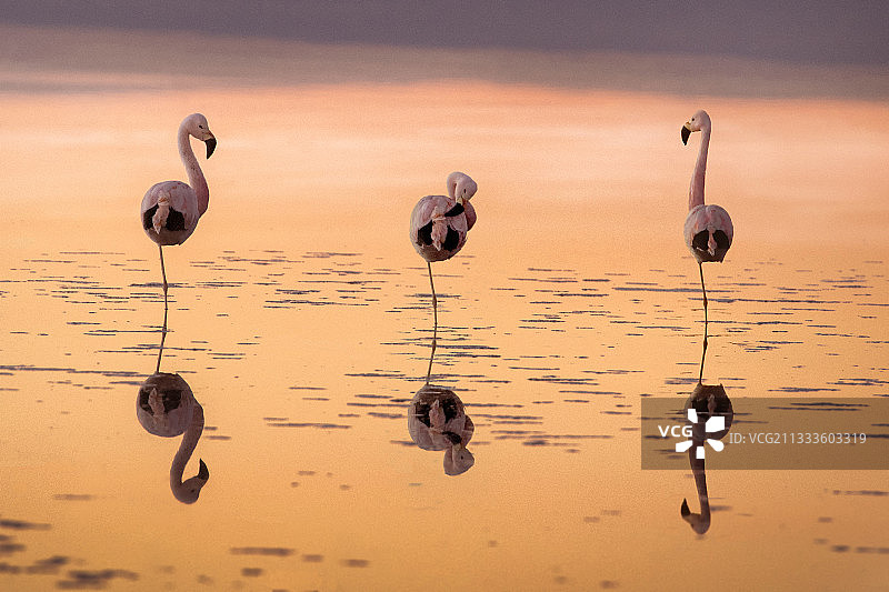 阿塔卡马沙漠查克萨泻湖的日落火烈鸟图片素材