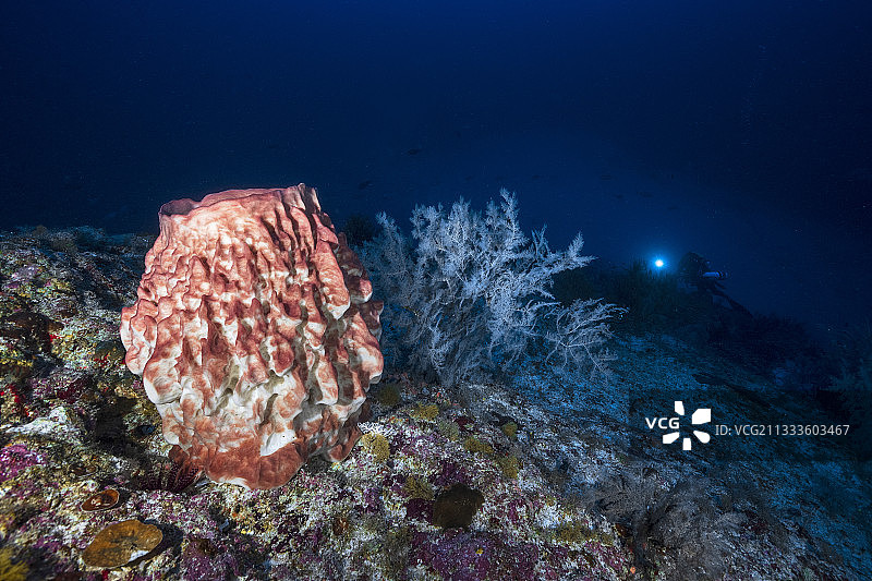70米深处的桶状海绵图片素材