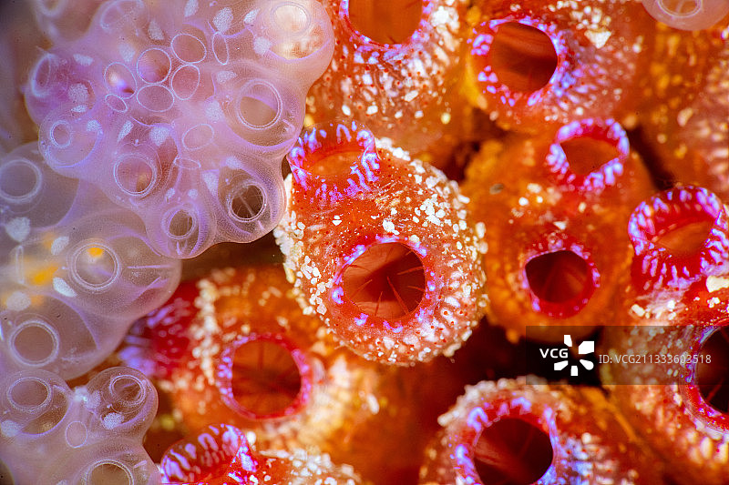 马约特岛70米深的海鞘图片素材