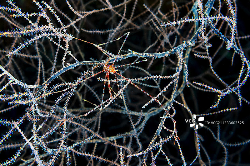 中光层的小生物：珊瑚中的蜘蛛蟹图片素材