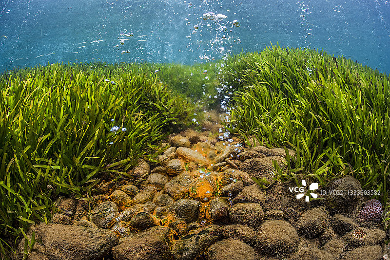 塔拉太平洋考察 - 2017年11月，诺曼比岛气泡点，巴布亚新几内亚，D：1.5米，二氧化碳火山渗漏，局部过热导致珊瑚无法生长图片素材