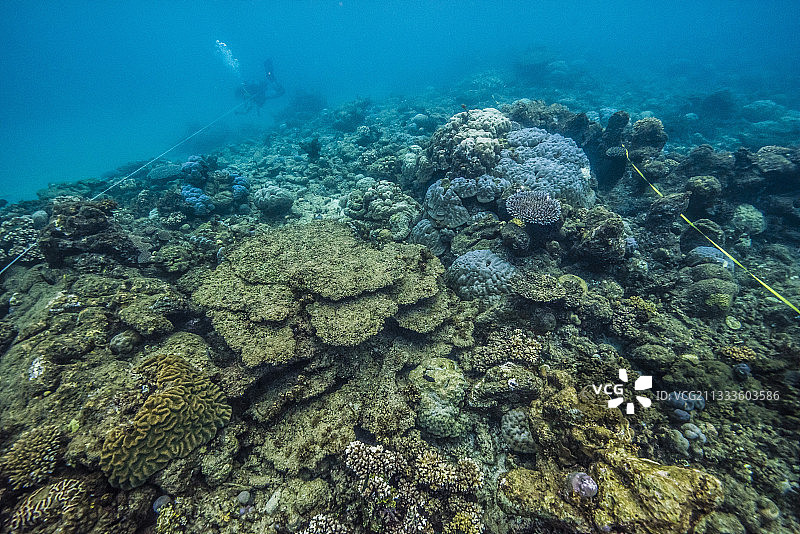 塔拉太平洋考察：2017年11月，巴布亚新几内亚诺曼比岛气泡点，2米深，10 x 60米样带内：死珊瑚（中心），紧邻健康的珊瑚图片素材