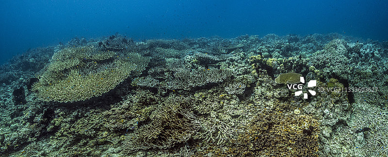 Tara太平洋考察探险：新几内亚金贝湾东北部珊瑚礁白化区图片素材