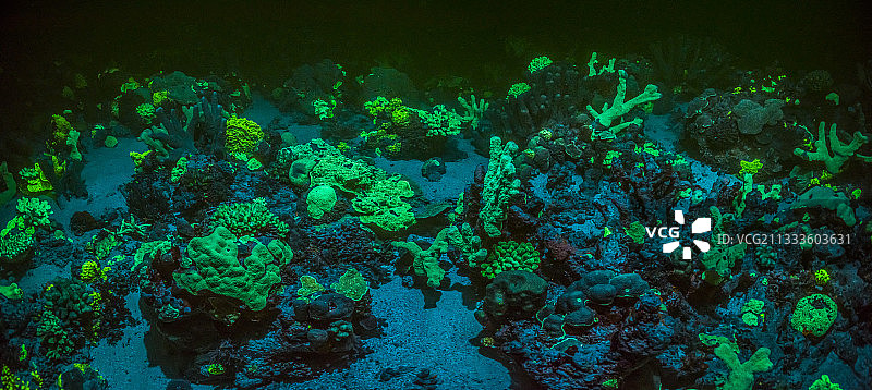 塔拉太平洋考察探险-2017年11月：巴布亚新几内亚埃古姆环礁外礁，珊瑚荧光图片素材