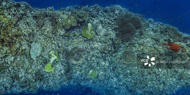 塔拉太平洋考察探险——2017年11月。礁石“指状”（深前礁），在桌状珊瑚上可见部分白化，拼接图像11250 x 5604像素，深度15米，巴布亚新几内亚班班和小穆利岛外礁图片素材