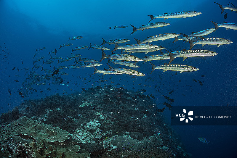 塔拉太平洋考察：黑鳍金梭鱼，巴布亚新几内亚金贝湾布拉德福德浅滩海山图片素材