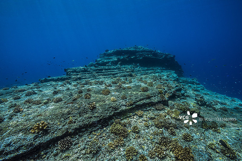 塔拉太平洋考察探险 - 2017年11月，古老的熔岩流，小的花椰菜珊瑚，D: 3米，安妮索菲礁，金贝湾，巴布亚新几内亚图片素材