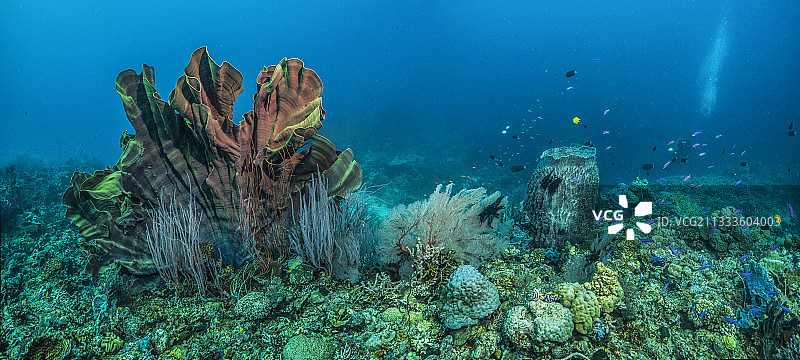 塔拉太平洋考察探险 - 2017年11月，象耳海绵（Ianthella basta）、红海鞭珊瑚、柳珊瑚、石珊瑚，东北金贝湾礁，D: 13米，巴布亚新几内亚，拼接全景11958 x 5377像素图片素材